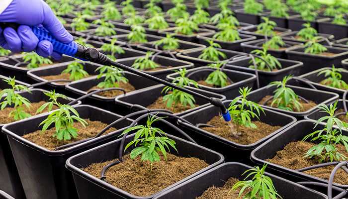 Unlocking The Potential of Strain Cannabis Seeds