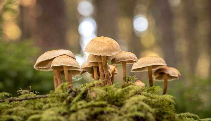 How Online Platforms Are Uniting Mushroom Lovers Globally
