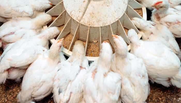 Innovation On The Farm: Elevating Poultry Health And Productivity
