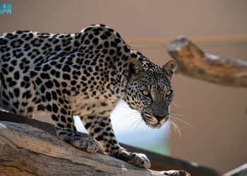 Princess Reema’s New Book Highlights Saudi Arabia’s Conservation Efforts