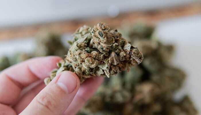 Decoding Terpenes: Understanding Aromas in Hybrid, Sativa, and Indica Strains