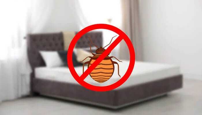 Preventing bed bug bites