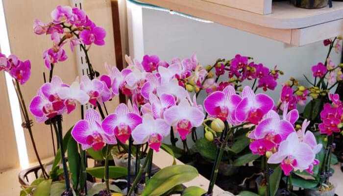 What Your Favorite Flower Says About You: Floristry and Personality Types What Your Favorite Flower Says About You: Floristry and Personality Types