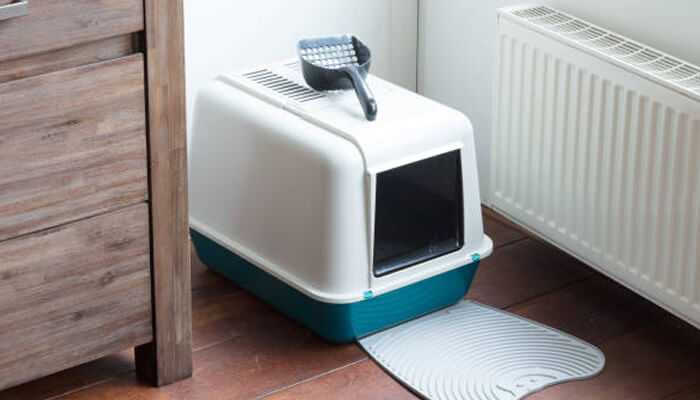 Choosing the Right Litter for Self-Cleaning Boxes Which Type Is Healthiest