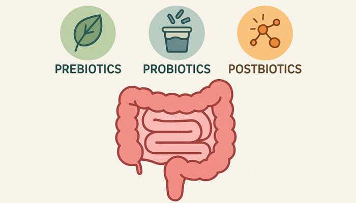 Gut Health 3-in-1 Formula Facts You Need to Know Gut Health 3-in-1 Formula Facts You Need to Know