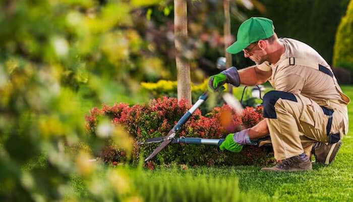 Gardener trimming bushes with pruning shears in a landscaped yard, showcasing landscaping as one of the best trade jobs for outdoor work.