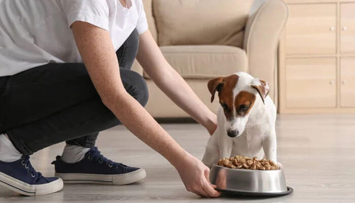 Top 5 USDA-Certified Organic Dog Food Brands Worth Trying in 2026