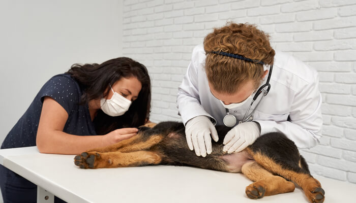 How NexGard SpecAtra Protects Your Dog from Fleas and Worms How NexGard SpecAtra Protects Your Dog from Fleas and Worms