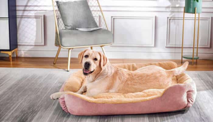 Why Your Dog Chooses the Floor Over an Expensive Bed